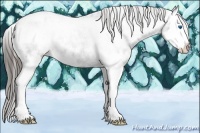 Horse Color:Black Ice Splash Appaloosa 