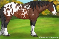 Horse Color:Bay Splash Appaloosa
