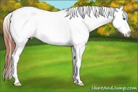 Horse Color:Bay Dun Splash Appaloosa