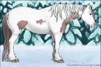 Horse Color:Bay Splash Tobiano Appaloosa