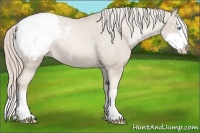Horse Color:Chocolate Palomino Pearl Sabino Splash Appaloosa Rabicano
