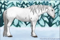 Horse Color:Black Tobiano Appaloosa 
