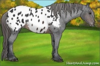 Horse Color:Brown Sabino Appaloosa