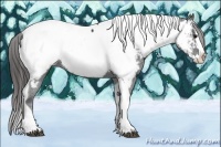 Horse Color:Black Splash Tobiano Appaloosa 