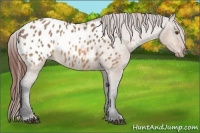 Horse Color:Bay Dun Blanket