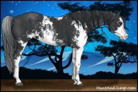 Horse Color:Black Sabino