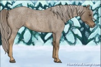 Horse Color:Chocolate Palomino Roan 