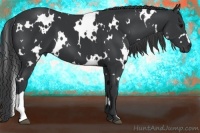 Horse Color:White Spotted Black 