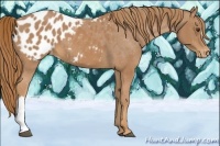 Horse Color:Chestnut Appaloosa