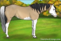 Horse Color:Bay Dun Splash 