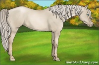 Horse Color:Chocolate Palomino Pearl Dun