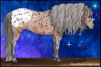 Horse Color:Brown Appaloosa  Brindle
