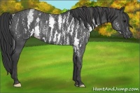 Horse Color:White Spotted Blue Roan Rabicano Brindle