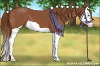 Horse Color:Chestnut Splash