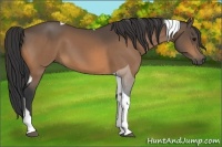 Horse Color:Buckskin Tobiano 
