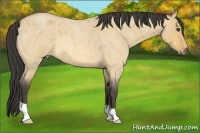 Horse Color:Buckskin Roan Dun 