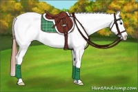 Horse Color:Bay Dun Appaloosa 