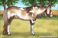 Horse Color:White Spotted Red Onyx Rabicano 