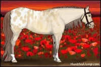 Horse Color:Amber Champagne Dun Appaloosa
