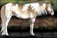 Horse Color:White Spotted Palomino Onyx 