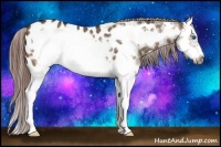 Horse Color:Brown Dun Splash Frame Appaloosa