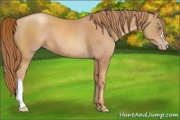 Horse Color:Gold Champagne 