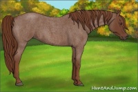 Horse Color:Red Roan 