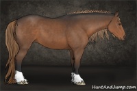 Horse Color:Liver Chestnut 