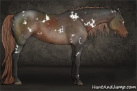 Horse Color:White Spotted Liver Chestnut 