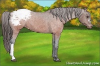 Horse Color:Brown Appaloosa 