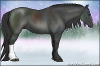 Horse Color:Smoky Black 