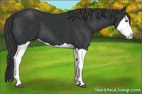 Horse Color:Black Splash