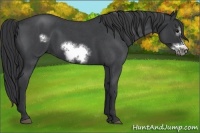 Horse Color:Blue Roan Frame 