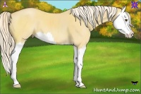 Horse Color:Palomino Dun Sabino Splash 