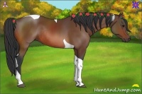 Horse Color:Bay Sabino Tobiano Rabicano 