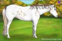 Horse Color:Chestnut Splash Tobiano Near Leopard Rabicano 
