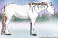 Horse Color:Brown Appaloosa 