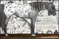 Horse Color:Smoky Blue Roan Appaloosa
