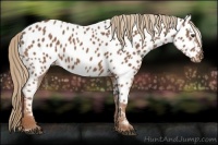 Horse Color:Chestnut Near Leopard 