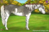 Horse Color:Liver Chestnut Splash 