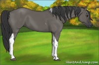 Horse Color:Grullo Tobiano 
