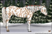 Horse Color:Silver Bay Pearl Appaloosa 