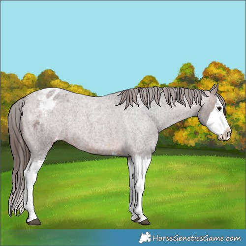 Horse Color:Brown Roan Splash Appaloosa 