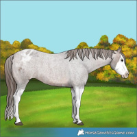 Horse Color:Brown Roan Splash Appaloosa 