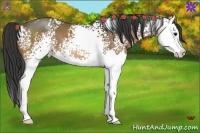 Horse Color:White Spotted Buckskin Splash 