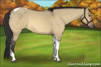 Horse Color:Buckskin Roan Dun Tobiano