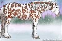 Horse Color:Brown Appaloosa Rabicano 