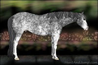 Horse Color:White Spotted Black