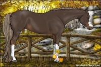 Horse Color:Liver Chestnut 