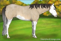 Horse Color:Buckskin Roan Dun Splash